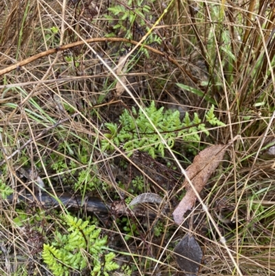 Cheilanthes sieberi subsp. sieberi (Narrow Rock Fern) at QPRC LGA - 4 Jul 2023 by natureguy