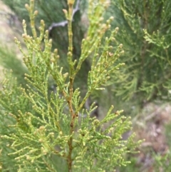 Callitris endlicheri (Black Cypress Pine) at QPRC LGA - 4 Jul 2023 by natureguy