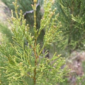 Callitris endlicheri at The Ridgeway, NSW - 4 Jul 2023 03:03 PM