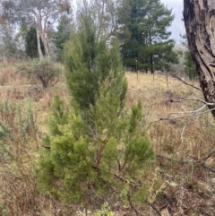 Callitris endlicheri at The Ridgeway, NSW - 4 Jul 2023