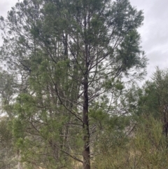 Callitris endlicheri at The Ridgeway, NSW - 4 Jul 2023 03:03 PM