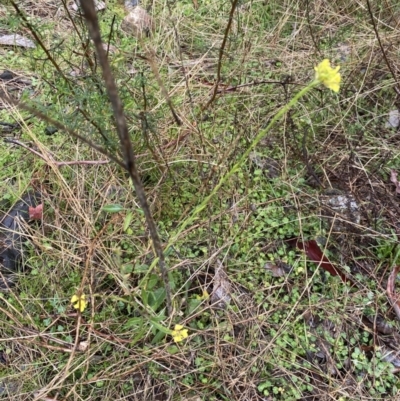 Hirschfeldia incana (Buchan Weed) at The Ridgeway Reserve - 4 Jul 2023 by natureguy