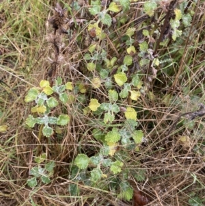 Marrubium vulgare at The Ridgeway, NSW - 4 Jul 2023 03:01 PM