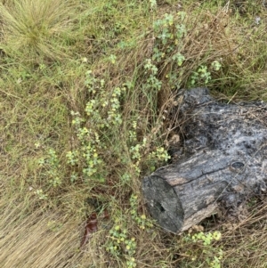 Marrubium vulgare at The Ridgeway, NSW - 4 Jul 2023
