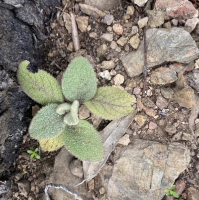 Verbascum thapsus subsp. thapsus (Great Mullein, Aaron's Rod) at Queanbeyan East, NSW - 4 Jul 2023 by natureguy