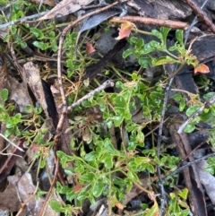 Einadia hastata (Berry Saltbush) at The Ridgeway Reserve - 4 Jul 2023 by natureguy