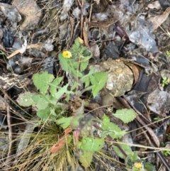 Sonchus oleraceus (Annual Sowthistle) at The Ridgeway Reserve - 4 Jul 2023 by natureguy