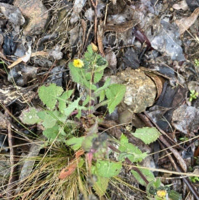 Sonchus oleraceus (Annual Sowthistle) at Queanbeyan East, NSW - 4 Jul 2023 by natureguy