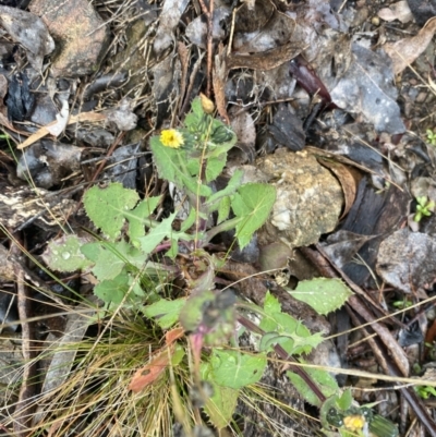 Sonchus oleraceus (Annual Sowthistle) at The Ridgeway Reserve - 4 Jul 2023 by natureguy