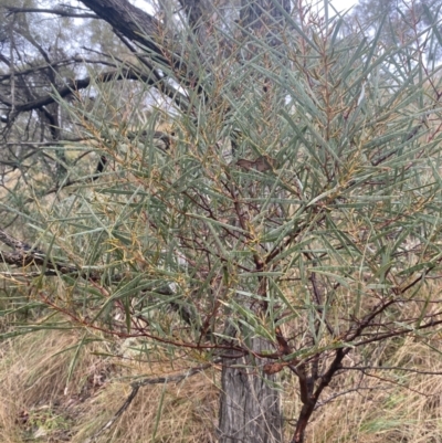 Acacia doratoxylon (Currawang) at The Ridgeway Reserve - 4 Jul 2023 by natureguy