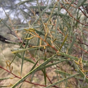 Acacia doratoxylon at Queanbeyan East, NSW - 4 Jul 2023