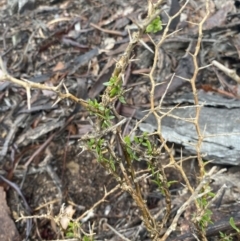 Lycium ferocissimum (African Boxthorn) at The Ridgeway Reserve - 4 Jul 2023 by natureguy