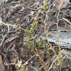 Lycium ferocissimum at Queanbeyan East, NSW - 4 Jul 2023