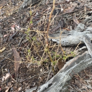 Lycium ferocissimum at Queanbeyan East, NSW - 4 Jul 2023