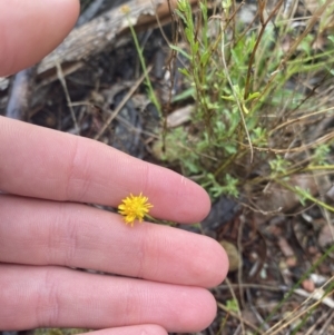 Calotis lappulacea at Queanbeyan East, NSW - 4 Jul 2023