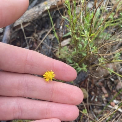 Calotis lappulacea (Yellow Burr Daisy) at The Ridgeway Reserve - 4 Jul 2023 by natureguy