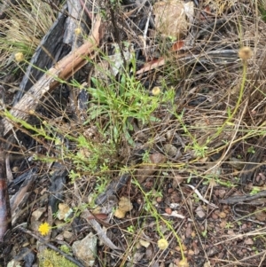 Calotis lappulacea at Queanbeyan East, NSW - 4 Jul 2023