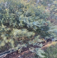 Acacia cultriformis (Knife Leaf Wattle) at Campbell Park Woodland - 30 Jun 2023 by natureguy