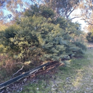 Acacia cultriformis at Majura, ACT - 30 Jun 2023