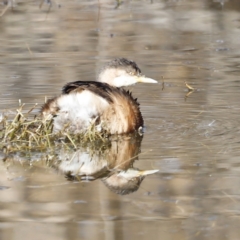 Tachybaptus novaehollandiae (Australasian Grebe) at Jerrabomberra Wetlands - 24 Jul 2023 by JimL