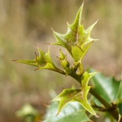 Podolobium ilicifolium (prickly shaggy-pea) at Gundary, NSW - 24 Apr 2023 by RobG1