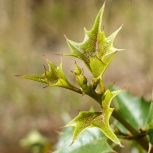 Podolobium ilicifolium at Gundary, NSW - 24 Apr 2023 09:53 AM