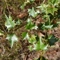 Podolobium ilicifolium at Gundary, NSW - 24 Apr 2023 09:53 AM