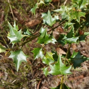 Podolobium ilicifolium at Gundary, NSW - 24 Apr 2023 09:53 AM