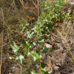 Podolobium ilicifolium at Gundary, NSW - 24 Apr 2023 09:53 AM