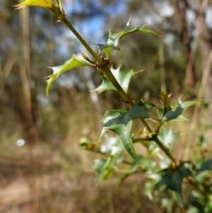 Podolobium ilicifolium at Gundary, NSW - 24 Apr 2023