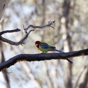 Platycercus eximius at Red Hill, ACT - 24 Jul 2023