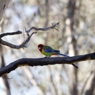 Platycercus eximius (Eastern Rosella) at Red Hill, ACT - 24 Jul 2023 by JimL