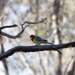 Platycercus eximius (Eastern Rosella) at Red Hill, ACT - 23 Jul 2023 by JimL
