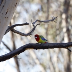 Platycercus eximius at Red Hill, ACT - 24 Jul 2023