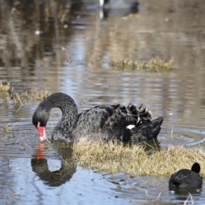 Cygnus atratus at Fyshwick, ACT - 24 Jul 2023 10:24 AM