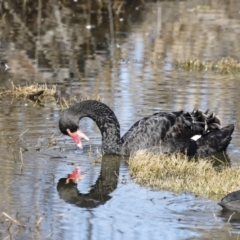 Cygnus atratus at Fyshwick, ACT - 24 Jul 2023