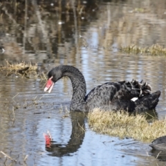 Cygnus atratus at Fyshwick, ACT - 24 Jul 2023 10:24 AM