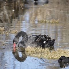 Cygnus atratus at Fyshwick, ACT - 24 Jul 2023 10:24 AM