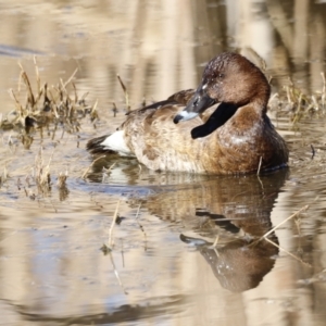 Aythya australis at Fyshwick, ACT - 24 Jul 2023