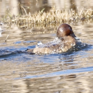 Aythya australis at Fyshwick, ACT - 24 Jul 2023