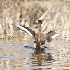 Aythya australis at Fyshwick, ACT - 24 Jul 2023