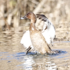 Aythya australis at Fyshwick, ACT - 24 Jul 2023