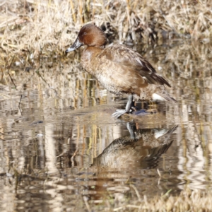 Aythya australis at Fyshwick, ACT - 24 Jul 2023 10:32 AM