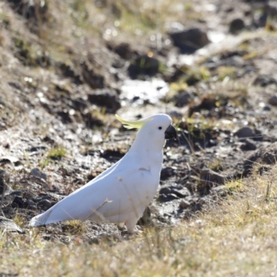 Cacatua galerita (Sulphur-crested Cockatoo) at Red Hill Nature Reserve - 23 Jul 2023 by JimL