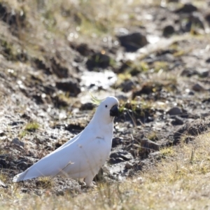 Cacatua galerita at Red Hill, ACT - 24 Jul 2023