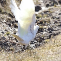 Cacatua galerita at Red Hill, ACT - 24 Jul 2023