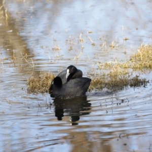 Fulica atra at Fyshwick, ACT - 24 Jul 2023 10:45 AM