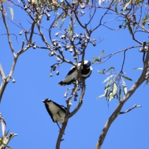 Grallina cyanoleuca at Fyshwick, ACT - 24 Jul 2023