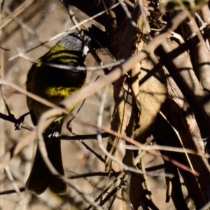 Nesoptilotis leucotis at Belconnen, ACT - 24 Jul 2023