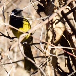 Nesoptilotis leucotis at Belconnen, ACT - 24 Jul 2023